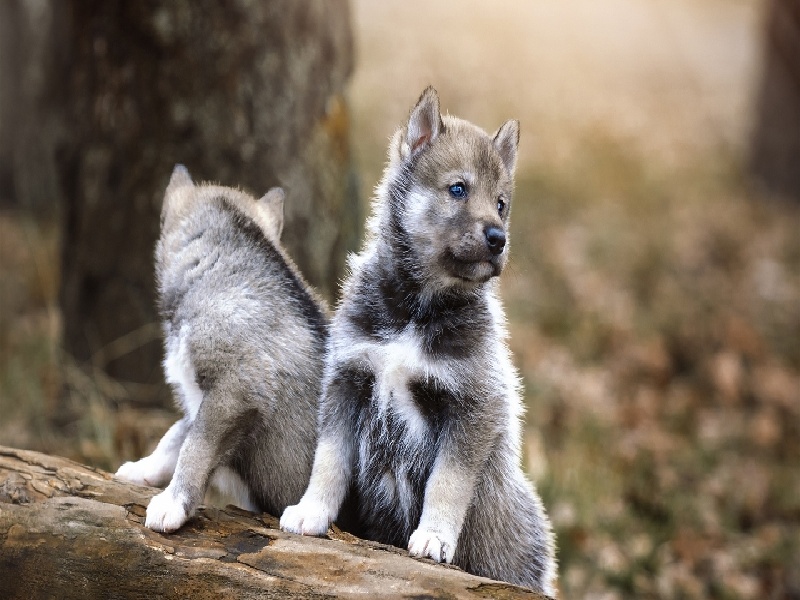 长春代怀最好医院,泰国试管价格高吗？-长春有没有供卵机构_长春供卵试管医院